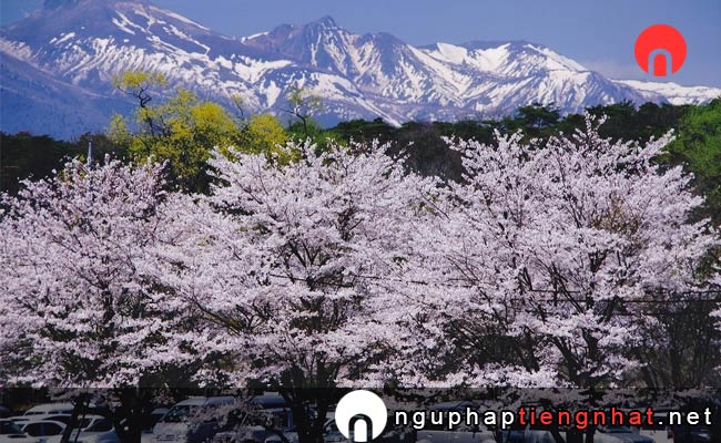 Những địa điểm ngắm hoa anh đào ở tochigi - 黒磯公園