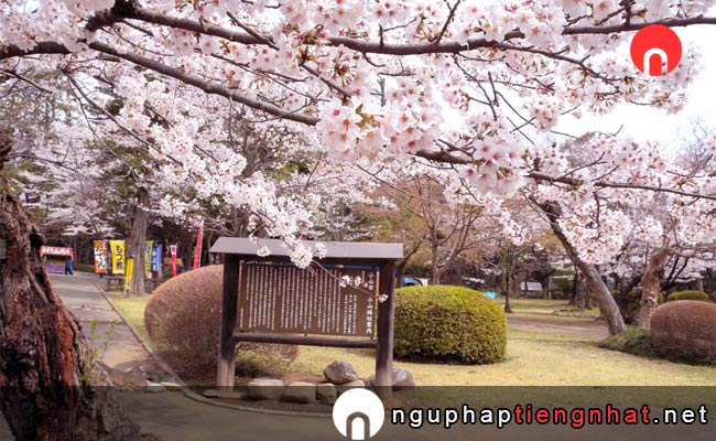 Những địa điểm ngắm hoa anh đào ở tochigi - 城山公園(栃木県小山市)