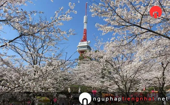 Những địa điểm ngắm hoa anh đào ở tochigi - 千秋公園