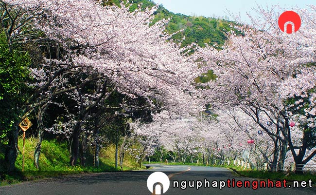 Những địa điểm ngắm hoa anh đào ở tokushima - 津峯公園