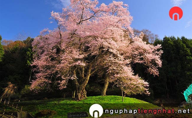 Những địa điểm ngắm hoa anh đào ở tokushima - 吉良のエドヒガンザクラ