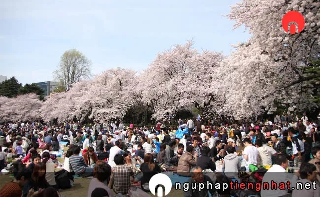 Những địa điểm ngắm hoa anh đào ở tokyo - 新宿御苑の桜