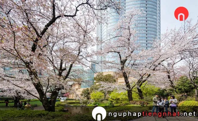 Những địa điểm ngắm hoa anh đào ở tokyo - 六本木ヒルズ 毛利庭園