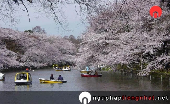 Những địa điểm ngắm hoa anh đào ở tokyo - 鷹巣中央公園