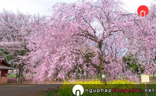 Những địa điểm ngắm hoa anh đào ở tokyo - 小金井公園