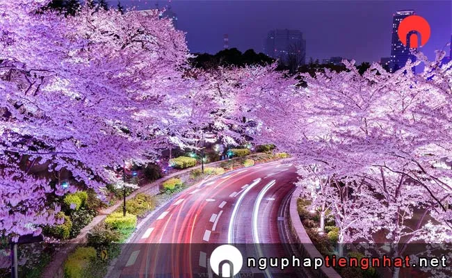 Những địa điểm ngắm hoa anh đào ở tokyo - 東京ミッドタウン