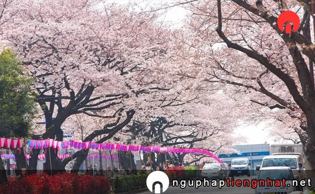 Những địa điểm ngắm hoa anh đào ở tokyo - 播磨坂さくら並木
