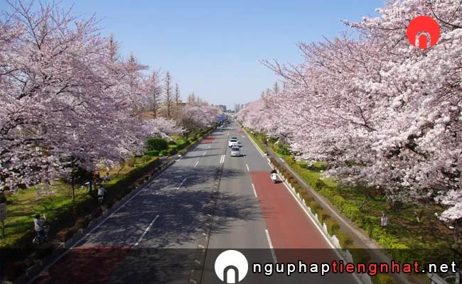 Những địa điểm ngắm hoa anh đào ở tokyo - 国立市大学通り