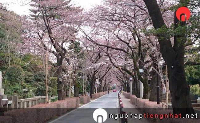 Những địa điểm ngắm hoa anh đào ở tokyo - 明治神宮外苑