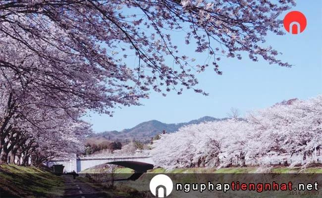 Những địa điểm ngắm hoa anh đào ở tokyo - 高尾山