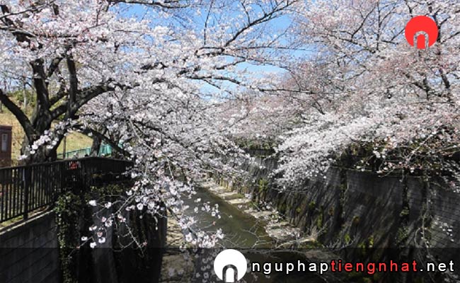 Những địa điểm ngắm hoa anh đào ở tokyo - 石神井川の桜並木