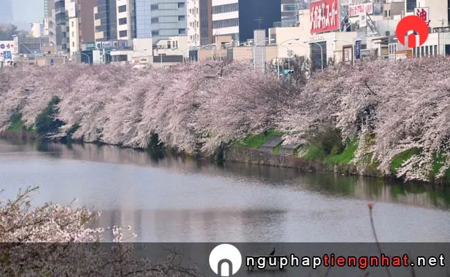 Những địa điểm ngắm hoa anh đào ở tokyo - 桜・菜の花ロード