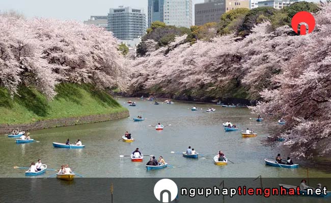 Những địa điểm ngắm hoa anh đào ở tokyo - 千鳥ヶ淵緑道の桜