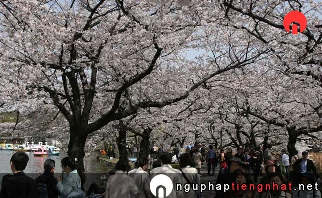 Những địa điểm ngắm hoa anh đào ở tokyo - 上野恩賜公園