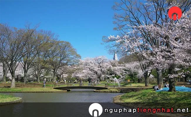 Những địa điểm ngắm hoa anh đào ở tokyo - 代々木公園