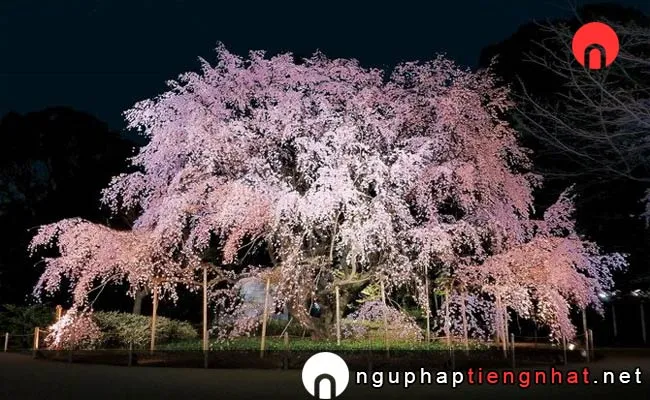 Những địa điểm ngắm hoa anh đào ở tokyo - 六義園の桜
