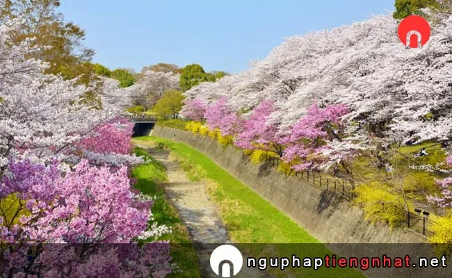 Những địa điểm ngắm hoa anh đào ở tokyo - 国営昭和記念公園