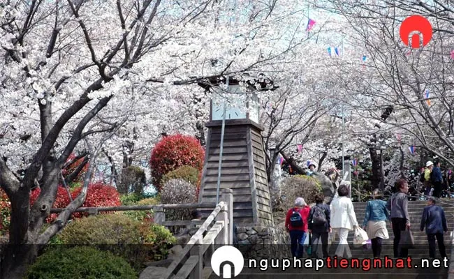 Những địa điểm ngắm hoa anh đào ở tokyo - 飛鳥山公園