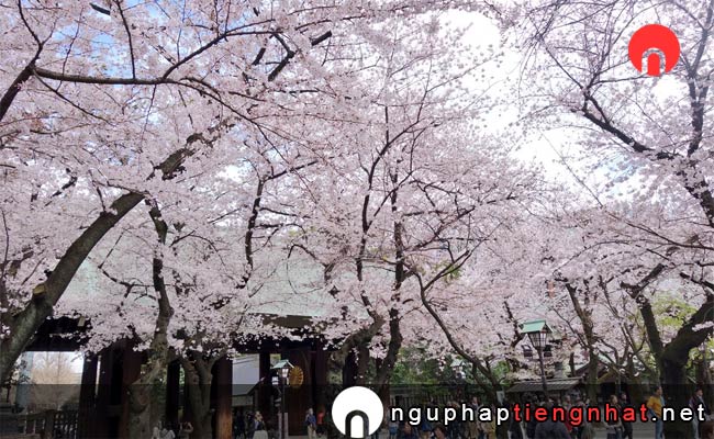 Những địa điểm ngắm hoa anh đào ở tokyo - 靖国神社