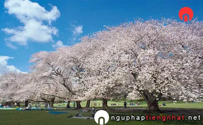Những địa điểm ngắm hoa anh đào ở tokyo - 砧公園