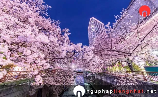 Những địa điểm ngắm hoa anh đào ở tokyo - 目黒川の桜