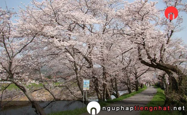 Những địa điểm ngắm hoa anh đào ở tottori - 八乙女公園