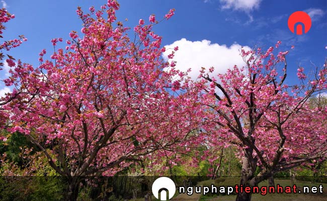 Những địa điểm ngắm hoa anh đào ở toyama - 倶利伽羅県定公園