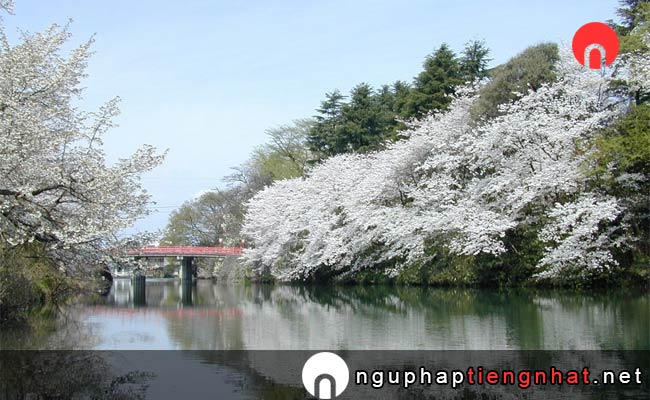 Những địa điểm ngắm hoa anh đào ở toyama - 高岡古城公園