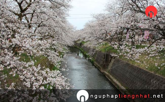 Những địa điểm ngắm hoa anh đào ở toyama - 岸渡川堤