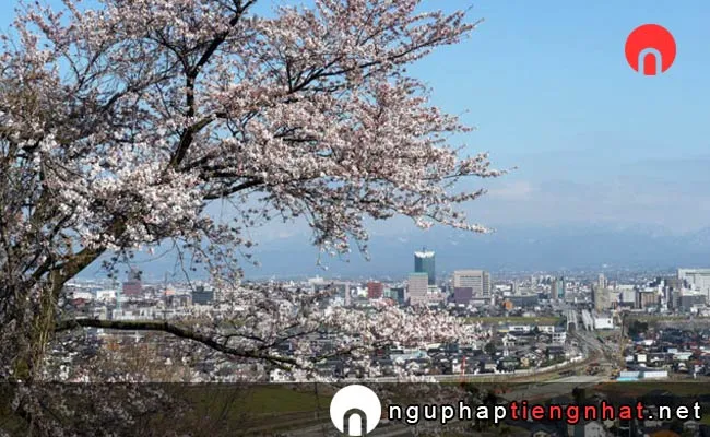 Những địa điểm ngắm hoa anh đào ở toyama - 呉羽山公園