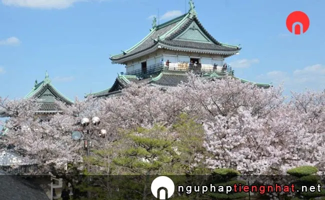 Những địa điểm ngắm hoa anh đào ở wakayama - 和歌山城