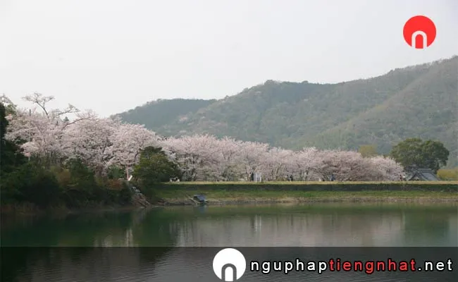 Những địa điểm ngắm hoa anh đào ở wakayama - 亀池公園