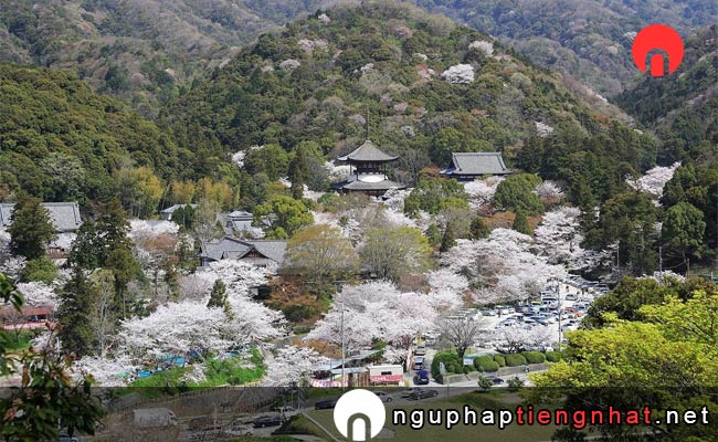 Những địa điểm ngắm hoa anh đào ở wakayama - 根來寺