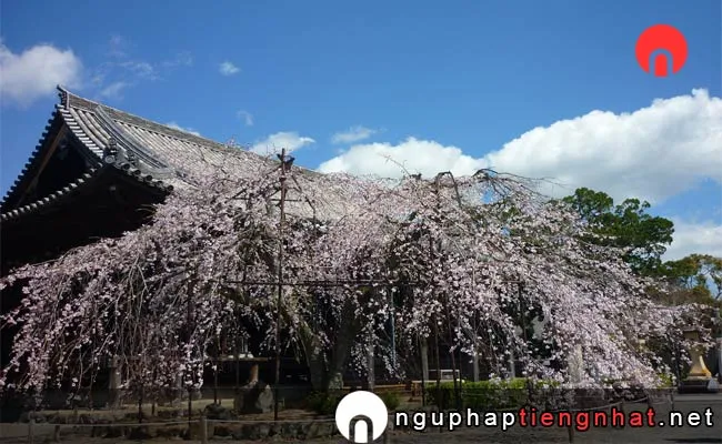 Những địa điểm ngắm hoa anh đào ở wakayama - 道成寺