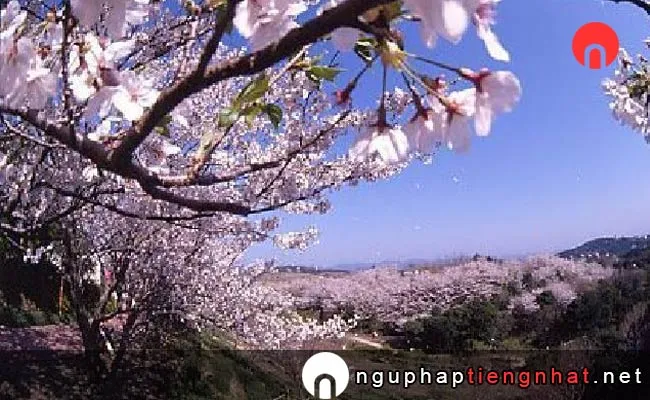 Những địa điểm ngắm hoa anh đào ở wakayama - 平草原公園