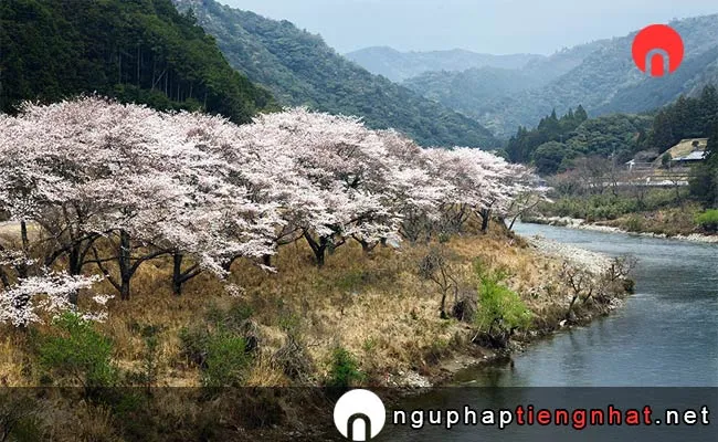 Những địa điểm ngắm hoa anh đào ở wakayama - 七川ダム湖畔