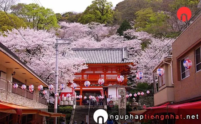 Những địa điểm ngắm hoa anh đào ở wakayama - 千秋公園