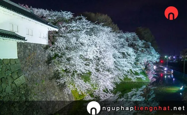 Những địa điểm ngắm hoa anh đào ở yamagata - 霞城公園