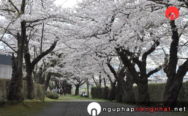 Những địa điểm ngắm hoa anh đào ở yamagata - 御幸公園
