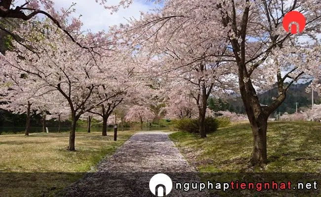 Những địa điểm ngắm hoa anh đào ở yamagata - 東沢バラ公園
