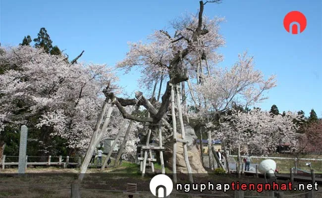 Những địa điểm ngắm hoa anh đào ở yamagata - 伊佐沢の久保ザクラ