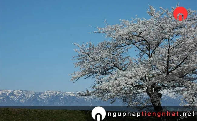 Những địa điểm ngắm hoa anh đào ở yamagata - 最上川堤防千本