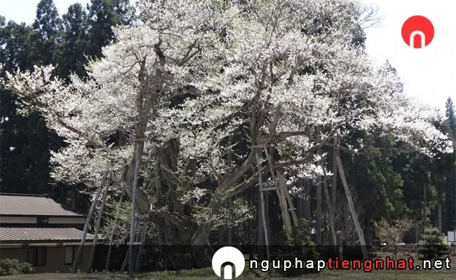 Những địa điểm ngắm hoa anh đào ở yamagata - 草岡の大明神ザクラ