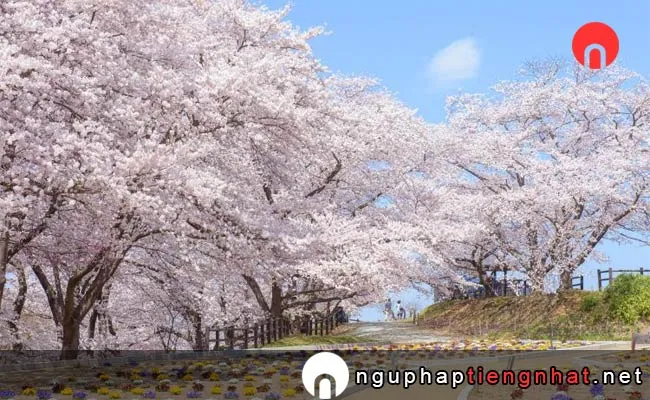 Những địa điểm ngắm hoa anh đào ở yamagata - 天童公園
