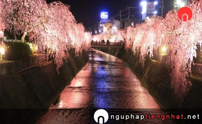 Những địa điểm ngắm hoa anh đào ở yamagata - 倉津川しだれ桜