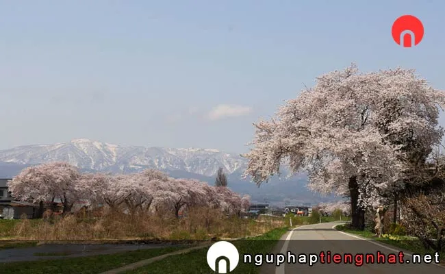 Những địa điểm ngắm hoa anh đào ở yamagata - 白水川堤防桜並木
