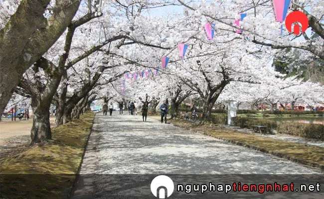 Những địa điểm ngắm hoa anh đào ở yamagata - 堂ノ前公園