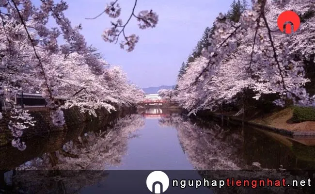 Những địa điểm ngắm hoa anh đào ở yamagata - 松が岬公園