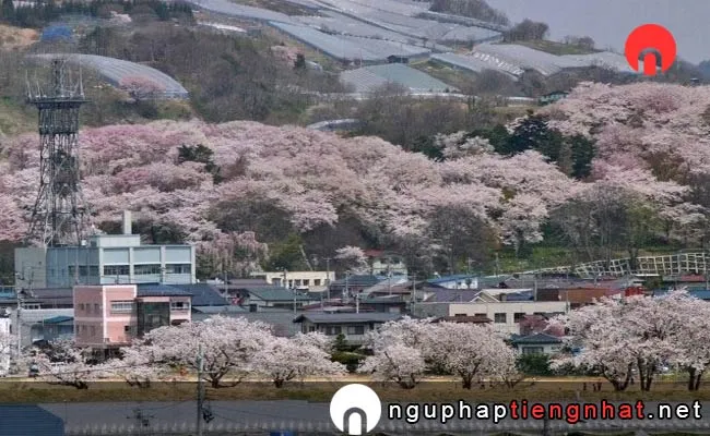 Những địa điểm ngắm hoa anh đào ở yamagata - 烏帽子山公園