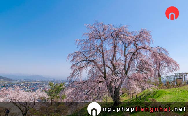 Những địa điểm ngắm hoa anh đào ở yamagata - 双松公園